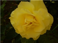 c8162161-Picture 3132.jpg